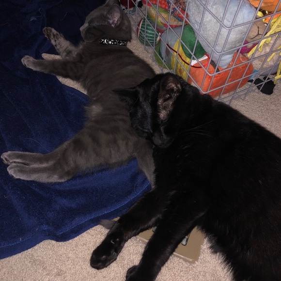 Every Girl needs a little black,Gray & Tiger/Leopard Cat Happy Valentine’s Day♥️ - Picture 11 of 16